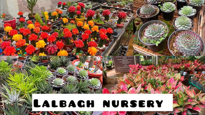 lalbagh garden nursery
