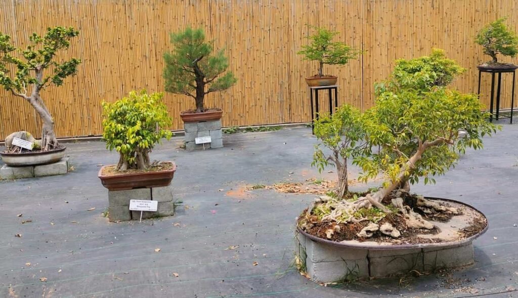 Bonsai Garden lalbagh