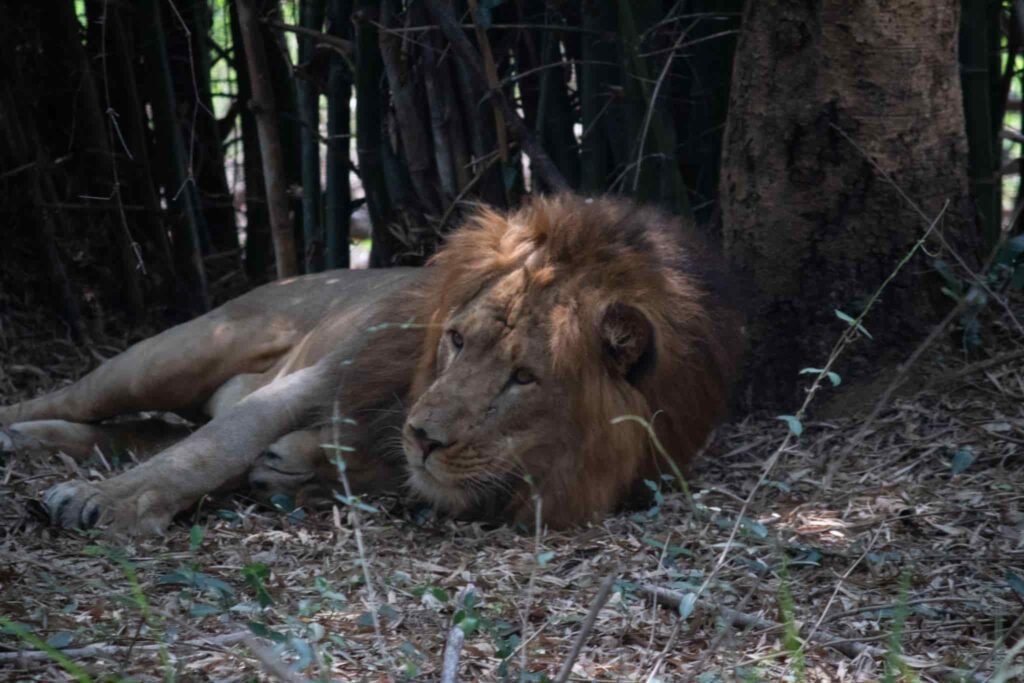 Bannerghatta Biological Park