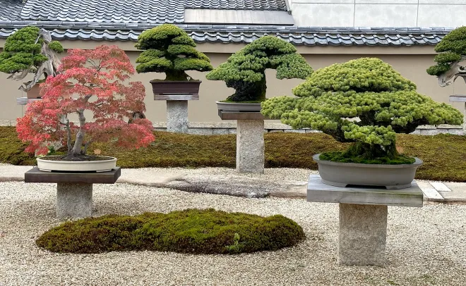 Bonsai Garden