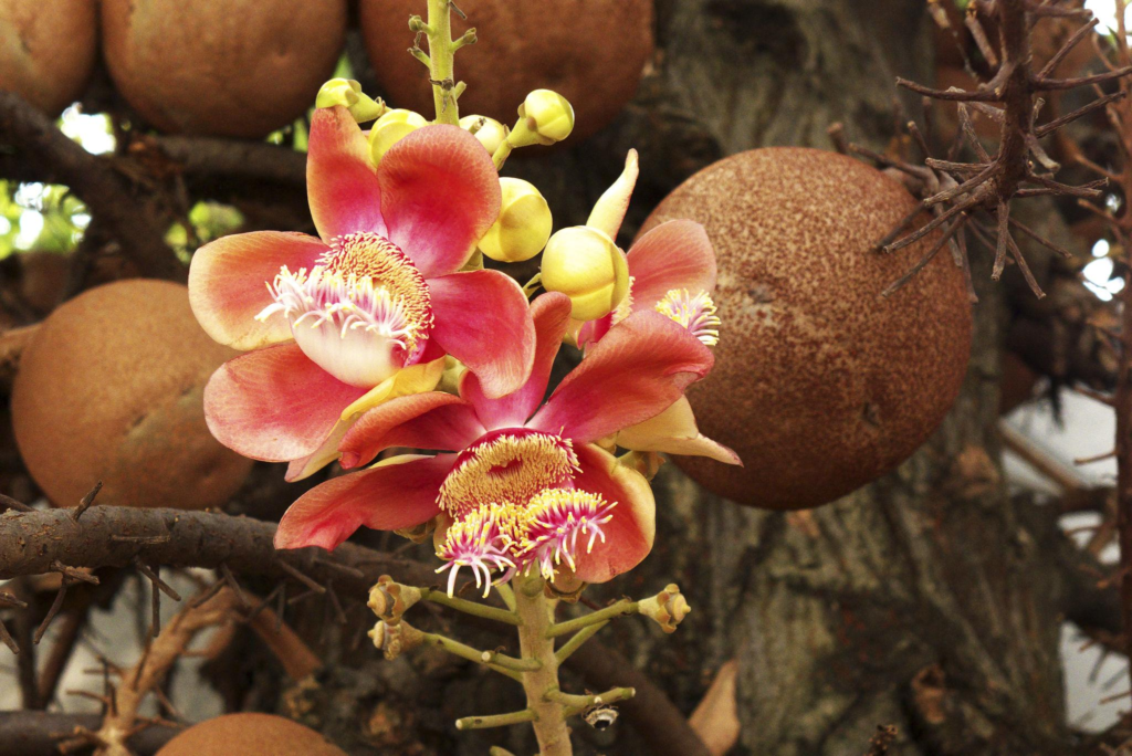 Cannonball Tree