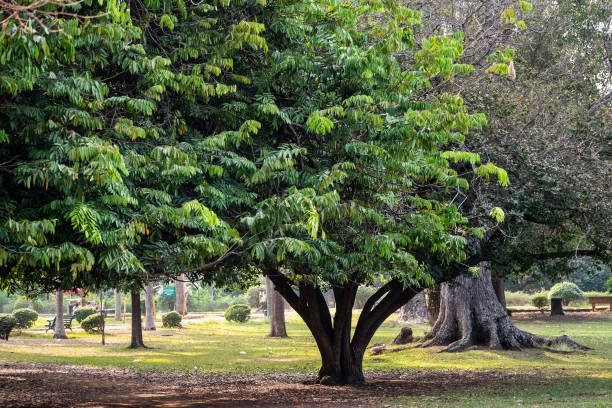 Ashoka trees at lalbagh garden bangalore