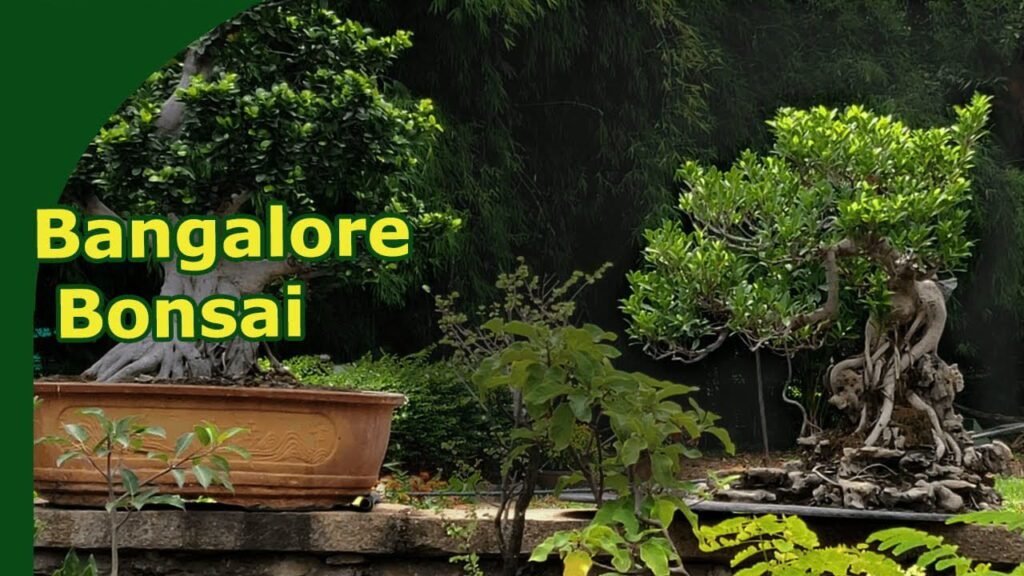 Bonsai Garden lalbagh